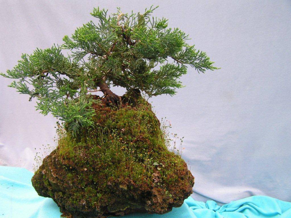 DaSu Bonsai Studios Blue Rug Juniper Rockscape